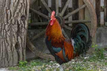Rooster on an educational farm in the countryside.