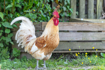 Rooster on an educational farm in the countryside.