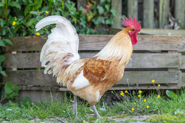 Rooster on an educational farm in the countryside.