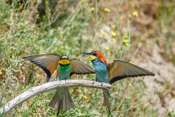 European bee-eaters in courtship display in spring.