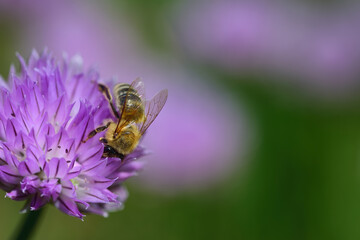 Close-up of a small honey bee sitting on a purple chive flower looking for food against a green background