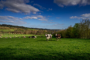 Animal ferme vache 487