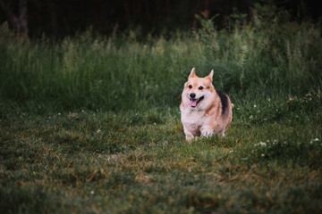 Charming playful corgi in nature. Worlds smallest shepherd dog. Pembroke tricolor Welsh Corgi runs in park on green grass and smiles with its mouth wide open and its tongue hanging out.