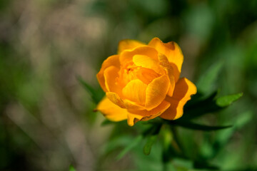 Spring flowers on a blurred background. The globeflower. Yellow flowers Trollius or globeflower.