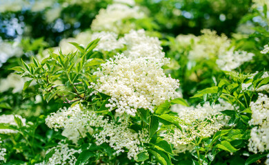 Elderberry flowers