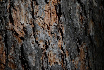 bark of a tree