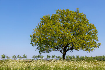 Spring landscape with view of oak tree with young green leaves under blue clear sky, Field of wild white flowers Cow Parsley and grass on meadow, Nature background.