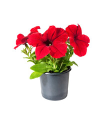 Red Petunia flowers in a pot isolated on white background. Young plants are ready for planting in the ground.