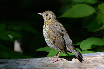 blackbird on a branch