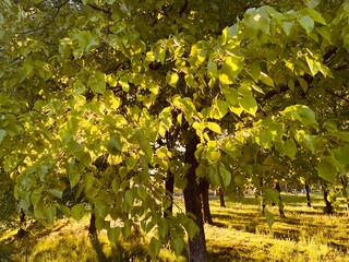 grape vines in autumn