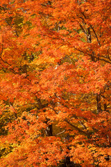 Fall Foliage Full Frame 