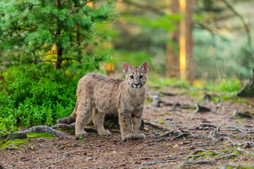 Naklejka na ściany i meble The cougar (Puma concolor) in the forest at sunrise. Young beast.