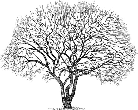 Freehand drawing of silhouette old deciduous bare tree  in cold season