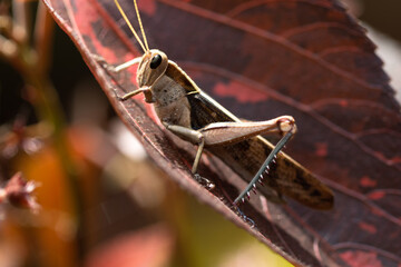 Eine Heuschrecke sitzt auf einem dunkelroten Blatt