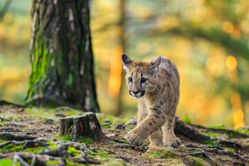 The cougar (Puma concolor) in the forest at sunrise. Young beast.