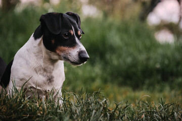 Naklejka na ściany i meble Not large English hunting dog breed. Smooth haired white and black Jack Russell Terrier on walk in park. Dog sits on green grass and looks carefully ahead.