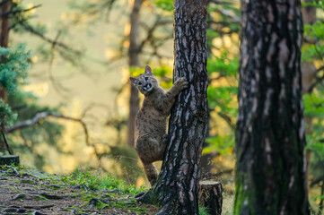 The cougar (Puma concolor) in the forest at sunrise. Young beast.