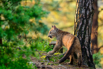 The cougar (Puma concolor) in the forest at sunrise. Young beast.