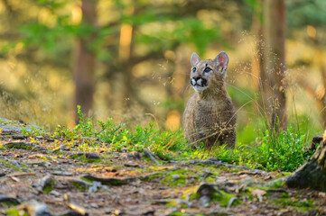 The cougar (Puma concolor) in the forest at sunrise. Young beast.