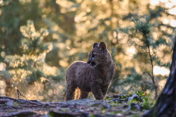 The cougar (Puma concolor) in the forest at sunrise. Young beast.