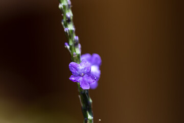 Lila Blüten wachsen an einem Blütenstängel.