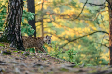 The cougar (Puma concolor) in the forest at sunrise. Young beast.