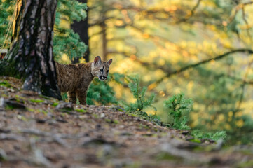 The cougar (Puma concolor) in the forest at sunrise. Young beast.
