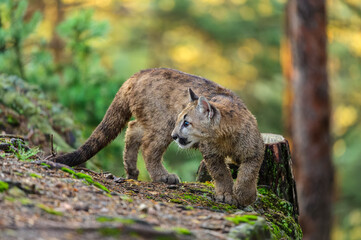The cougar (Puma concolor) in the forest at sunrise. Young beast.