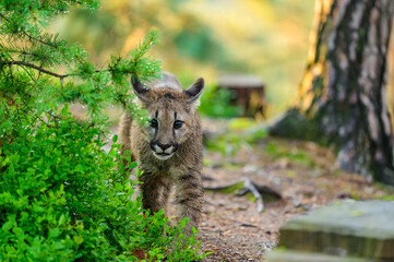 The cougar (Puma concolor) in the forest at sunrise. Young beast.
