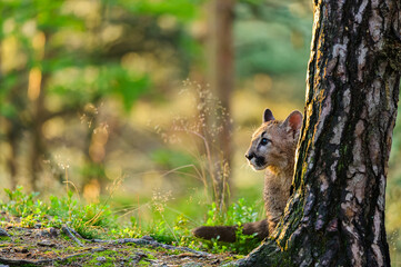 The cougar (Puma concolor) in the forest at sunrise. Young beast.