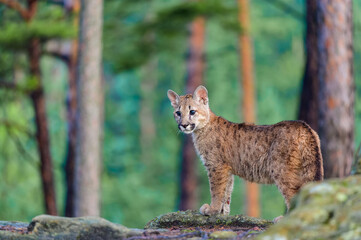 The cougar (Puma concolor) in the forest at sunrise. Young beast.