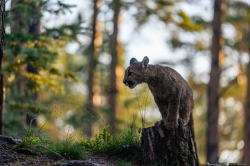 The cougar (Puma concolor) in the forest at sunrise. Young beast.