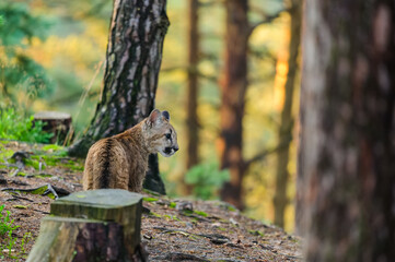 The cougar (Puma concolor) in the forest at sunrise. Young beast.