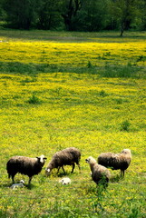 Obraz premium Sheep in the meadow.