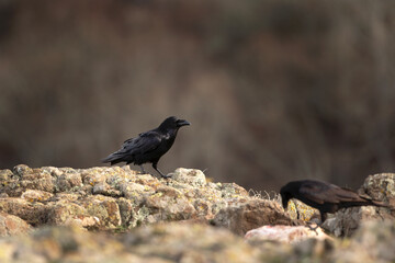 Common raven  in the Rhodope mountains.European nature. Winter wildlife. Bird watching in Bulgaria. Raven searching for food. 