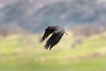 Common raven  in the Rhodope mountains.European nature. Winter wildlife. Bird watching in Bulgaria....