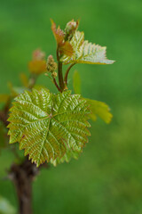 Green grape young leaves on blurry background. High quality photo