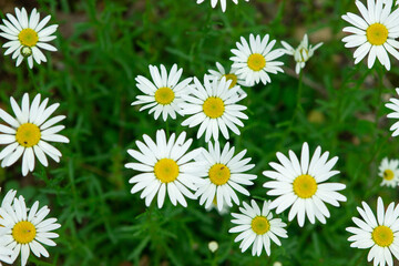 Chamomile in the grass. Blooming daisies in nature. Natural background.