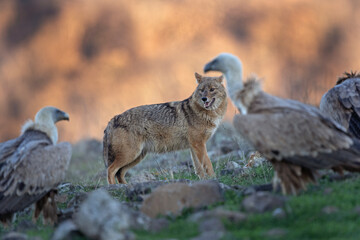 Golden jackal searching for food. Jackal compete between griffon vultures. Animal searching in the Bulgaria mountains. Carnivore during winter. European nature.