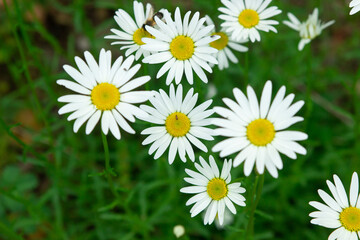 Fototapeta premium Chamomile in the grass. Blooming daisies in nature. Natural background.