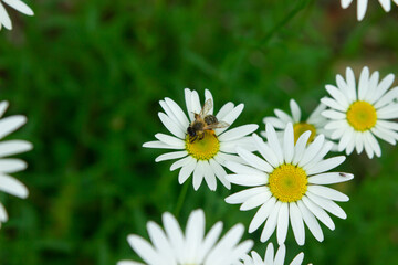 Chamomile in the grass. Blooming daisies in nature. A bee sitting on a daisy