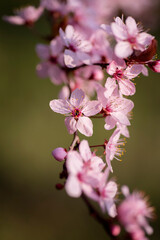 Pink Spring Cherry Tree in the Garden