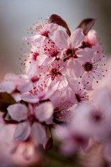 Pink Spring Cherry Tree in the Garden