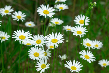 Fototapeta premium Chamomile in the grass. Blooming daisies in nature. Natural background.