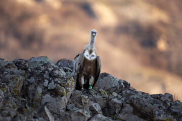 Griffon vulture on top of rock in the Rhodope mountains. Calm vulture during sunset. European nature. Winter wildlife in Bulgaria. Bird watching on the rock.