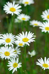 Chamomile in the grass. Blooming daisies in nature. Natural background.