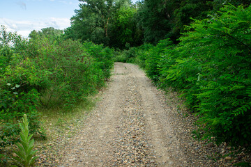 Gravel road in the forest. The road leading to the forest. Travel and tourism concept