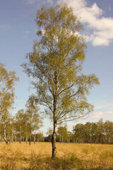 Fototapeta premium Silver Birch, warty Birke, Europäische weiße Birke