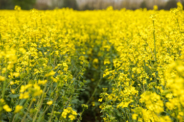 Field with yellow rapeseed flowers