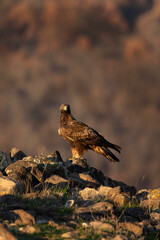 Golden eagle on top of rock in the Rhodope mountains. Calm eagle during sunset. European nature. Winter wildlife in Bulgaria. Bird watching on the rock.